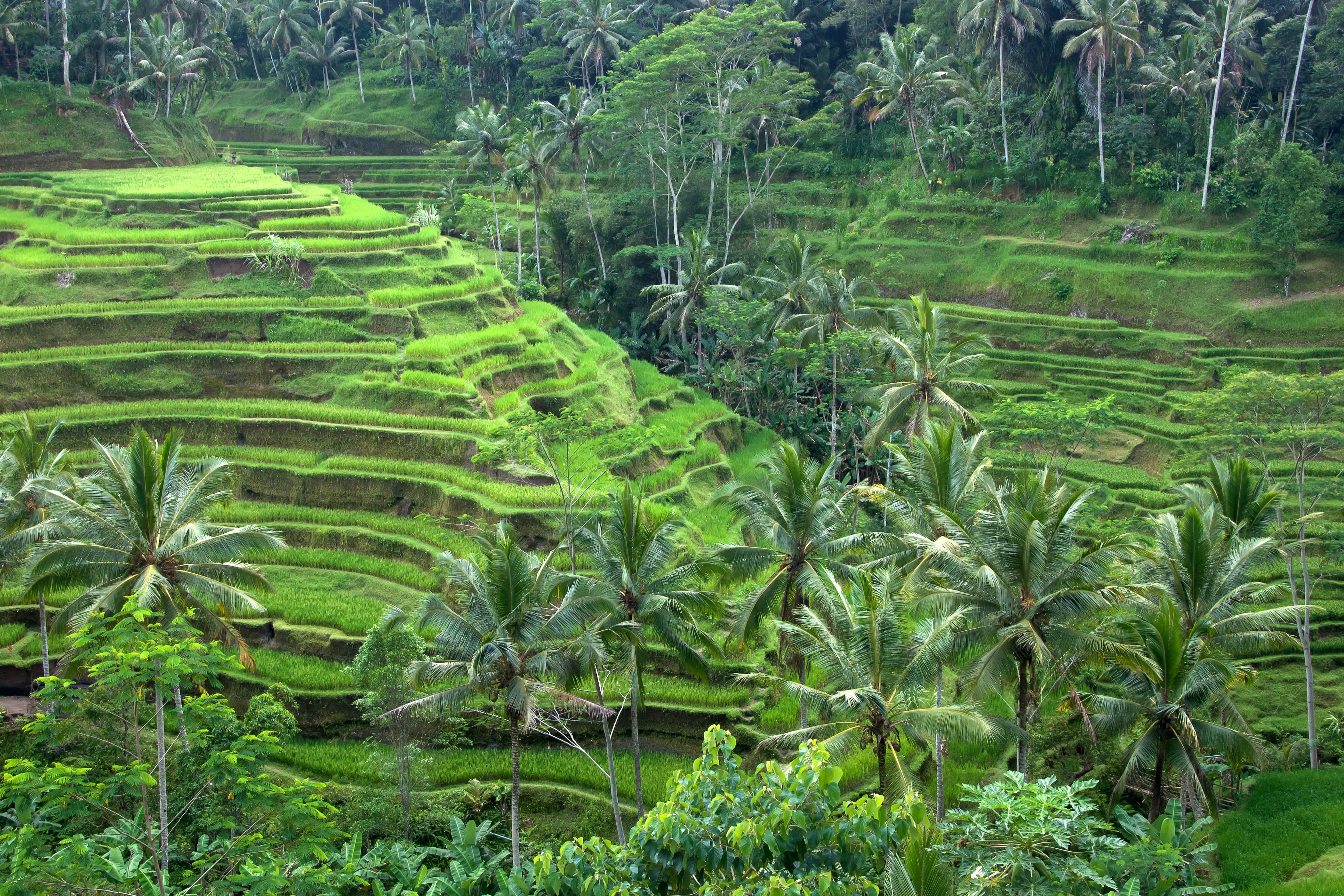 Bali Tropical Bliss & Ubud Sanctuary