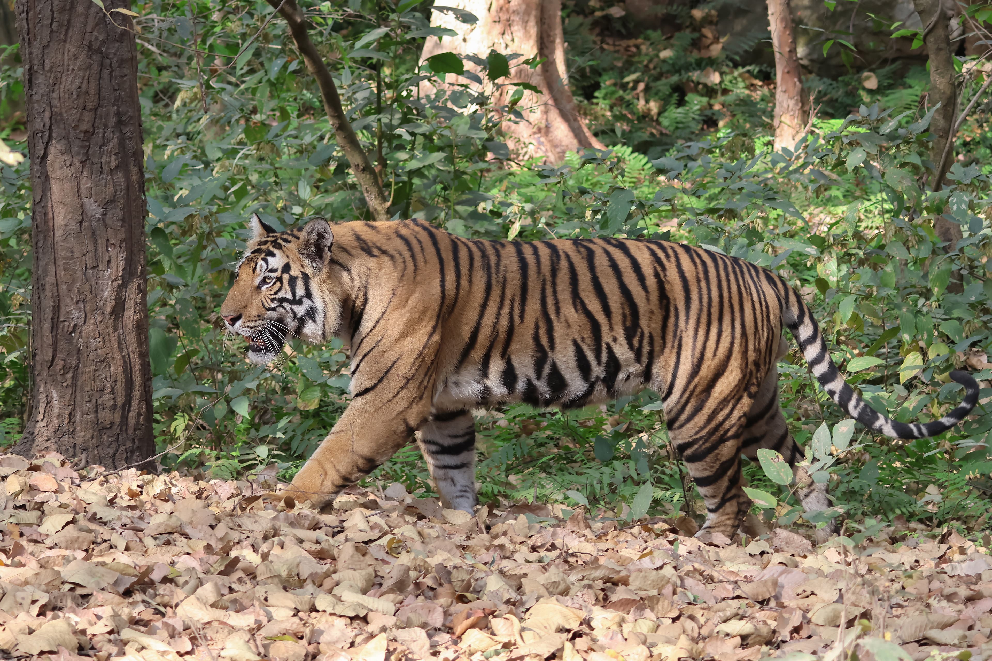 Bandhavgarh & Kanha Tiger Heartlands Dual Safari