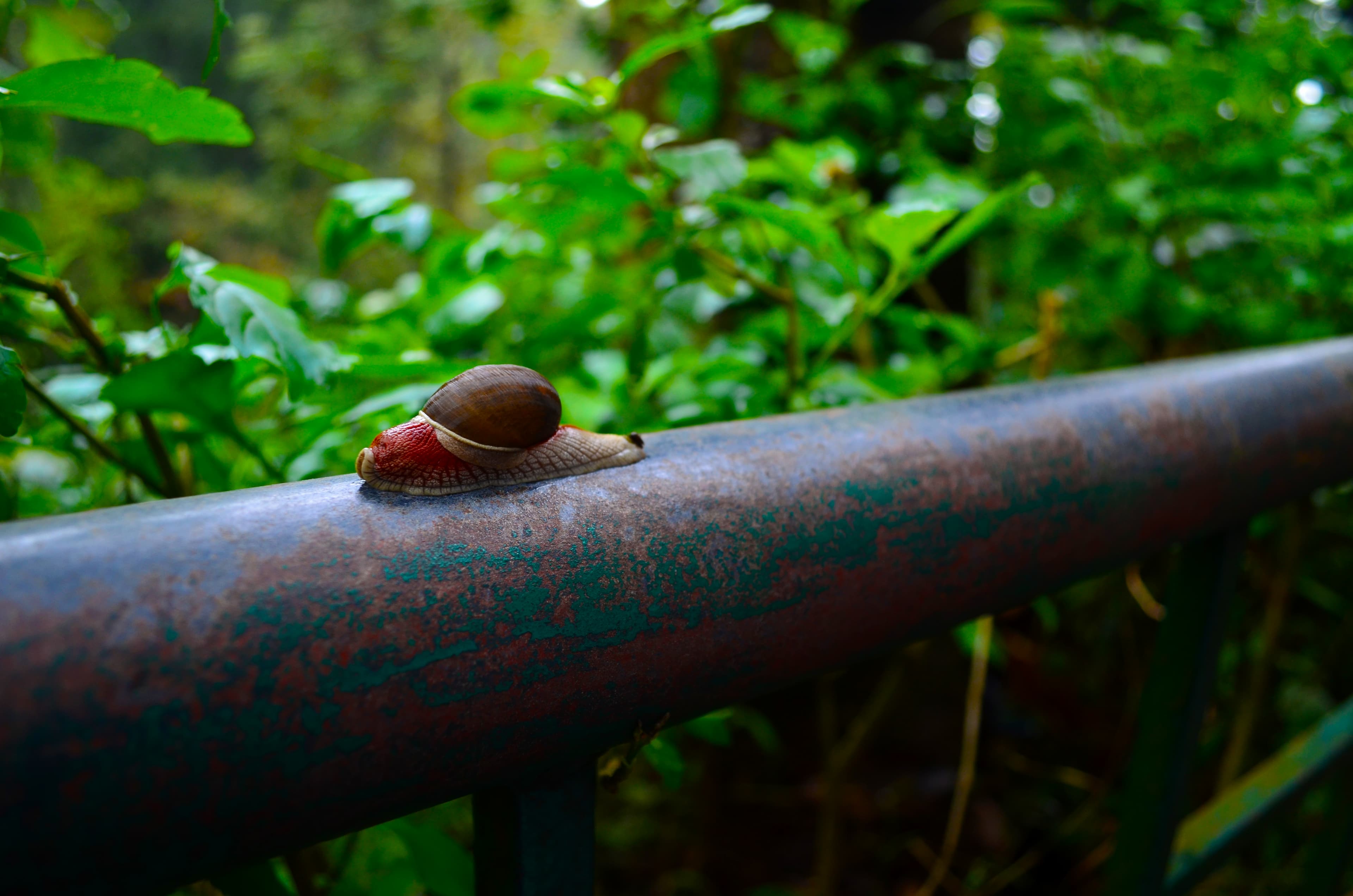 Coorg Scotland of India Private Coffee Plantation Villa