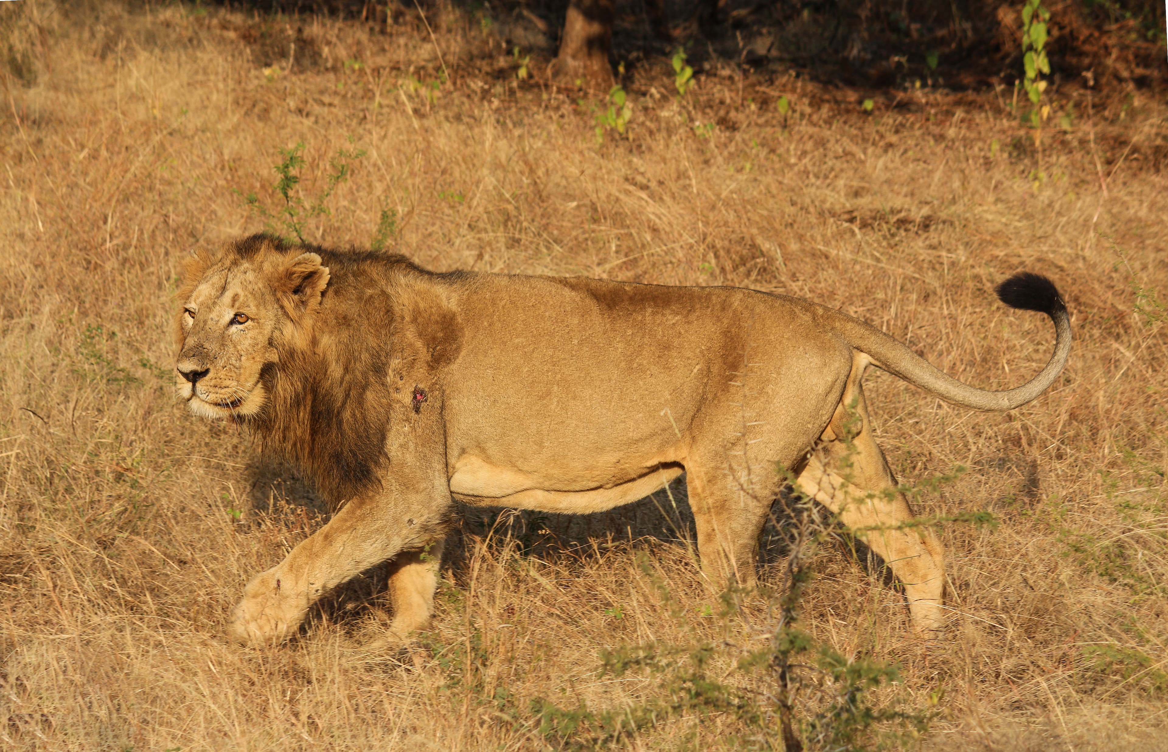 Gir National Park Asiatic Lion Safari & Somnath Pilgrimage