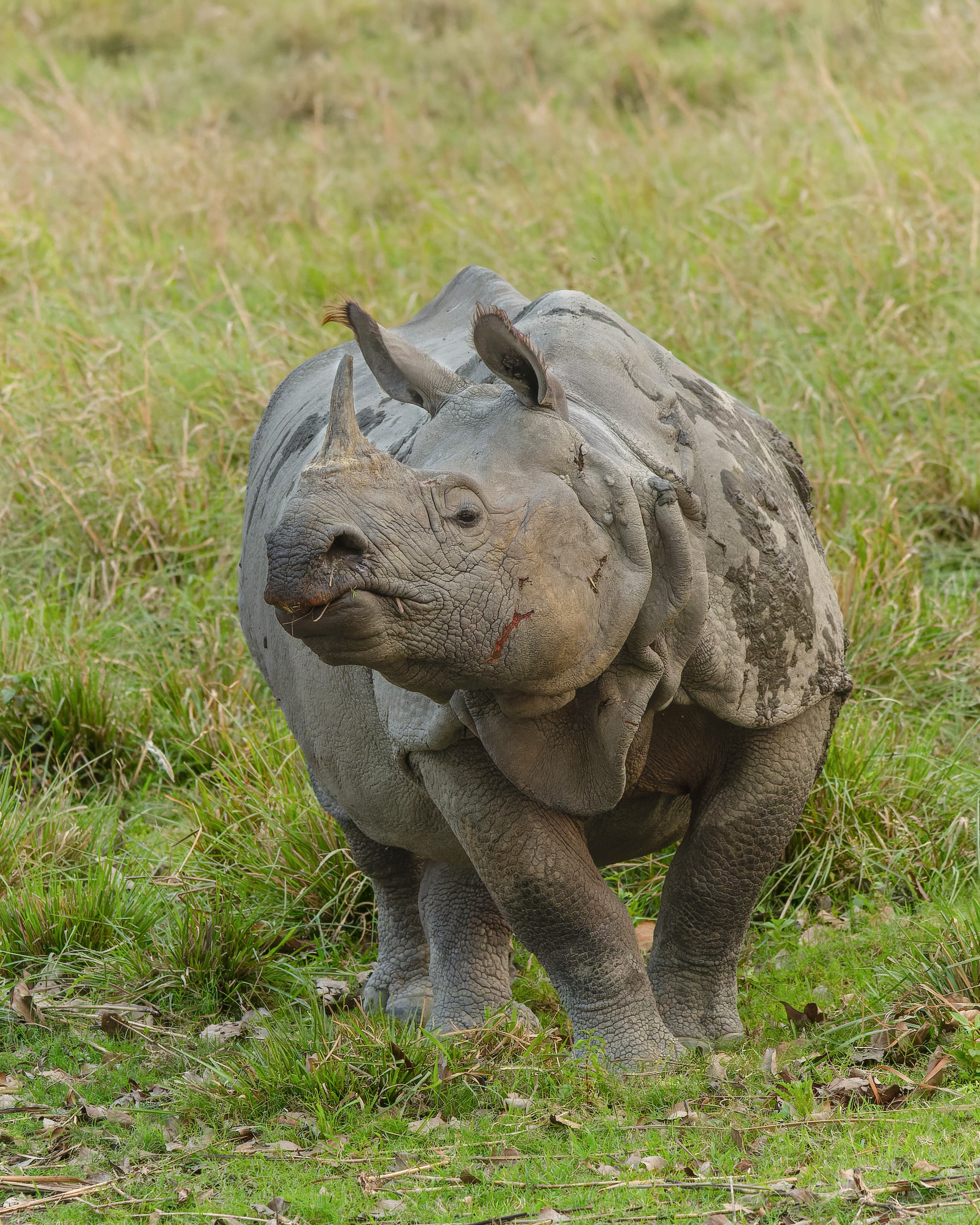 Kaziranga One-Horned Rhino Safari & Majuli River Island