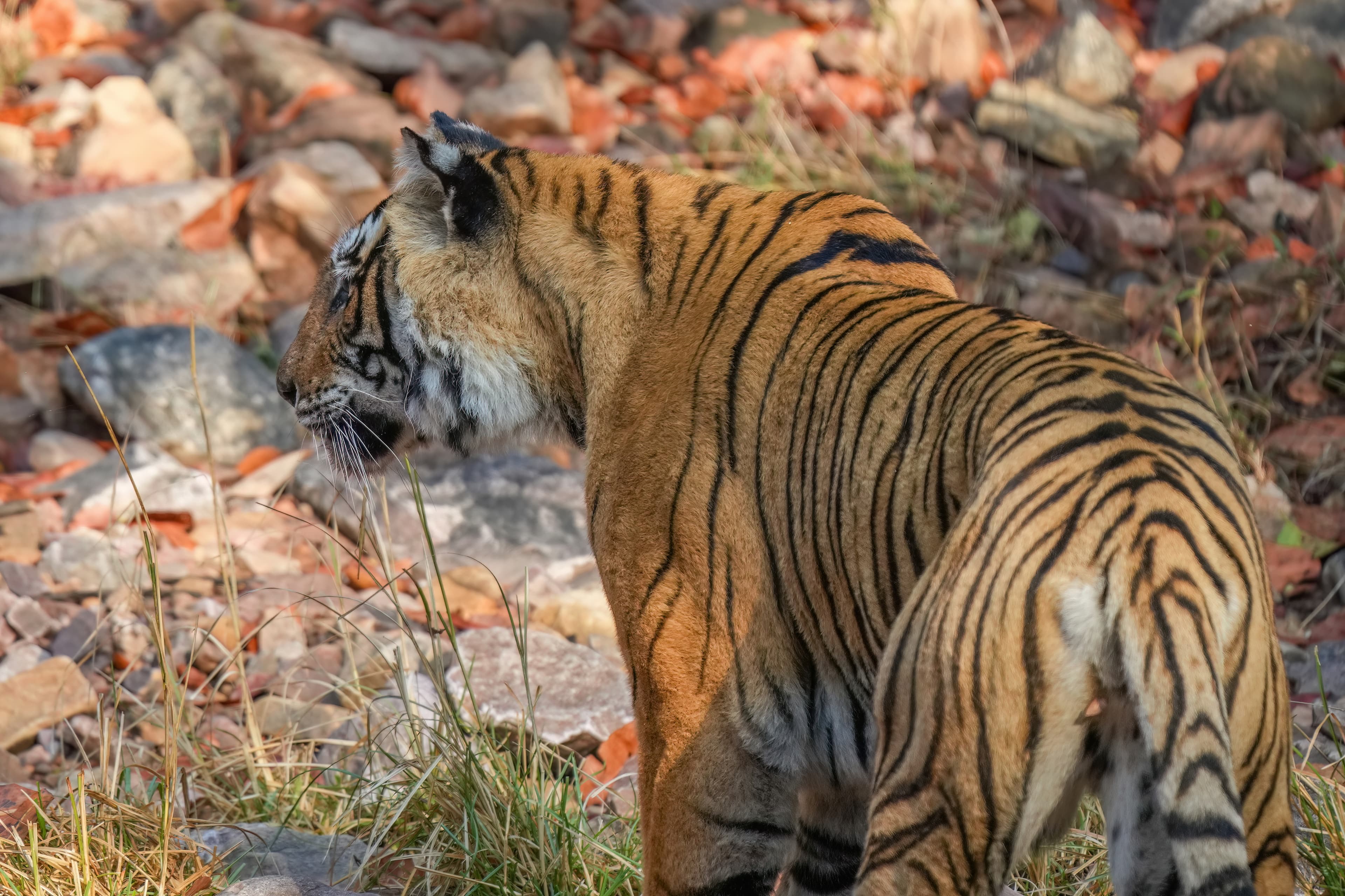Ranthambore Royal Bengal Tiger Safari & Heritage Fort