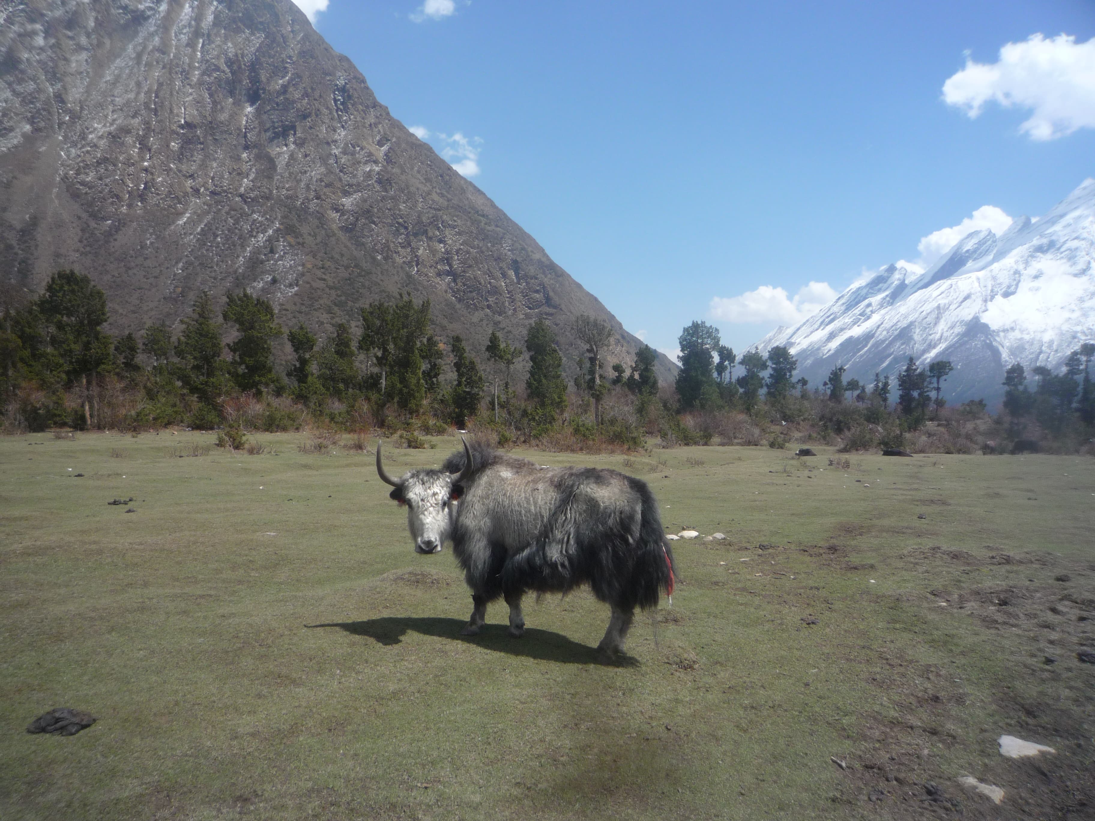 Manaslu Circuit & Larkya La Pass: Mountain of the Spirit Expedition gallery 2
