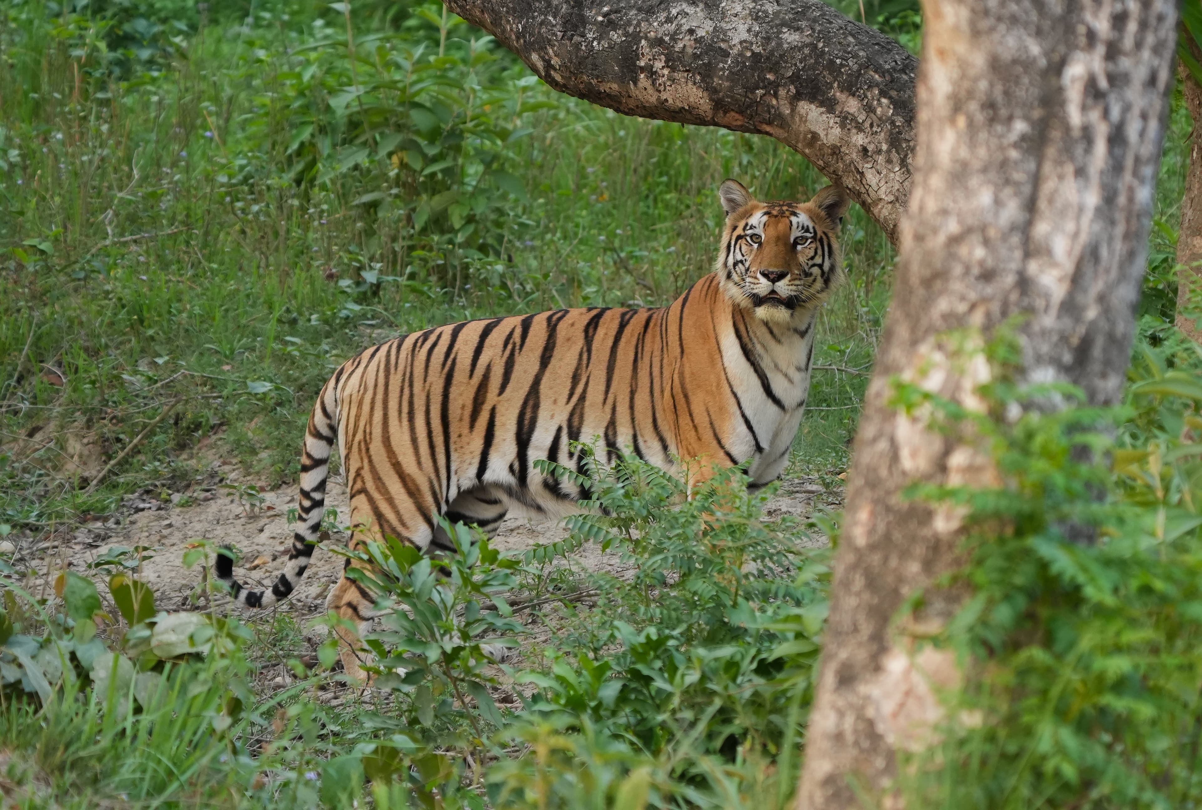 Bardiya National Park: Untamed Royal Bengal Tiger Expedition gallery 1