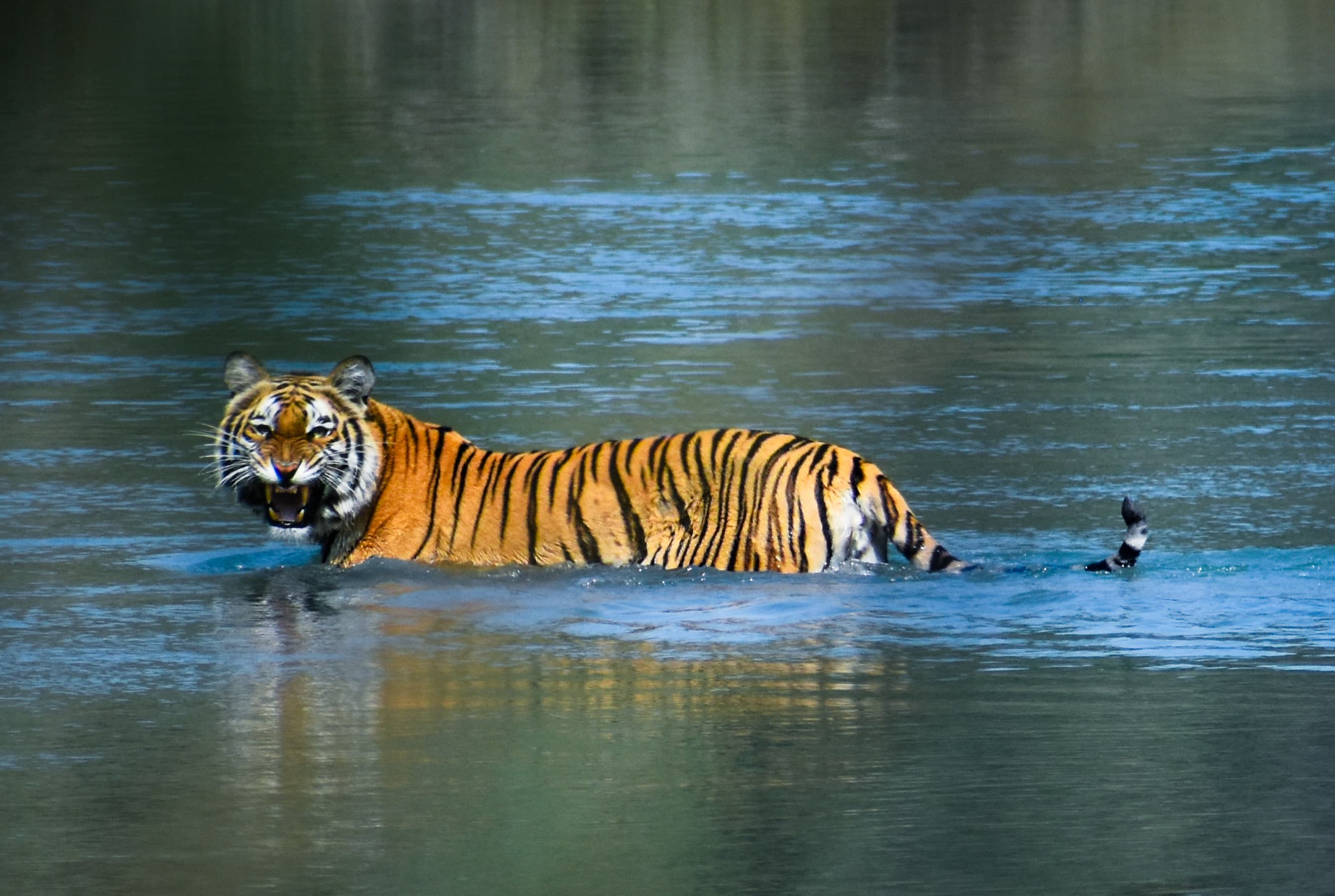 Bardiya National Park: Untamed Royal Bengal Tiger Expedition