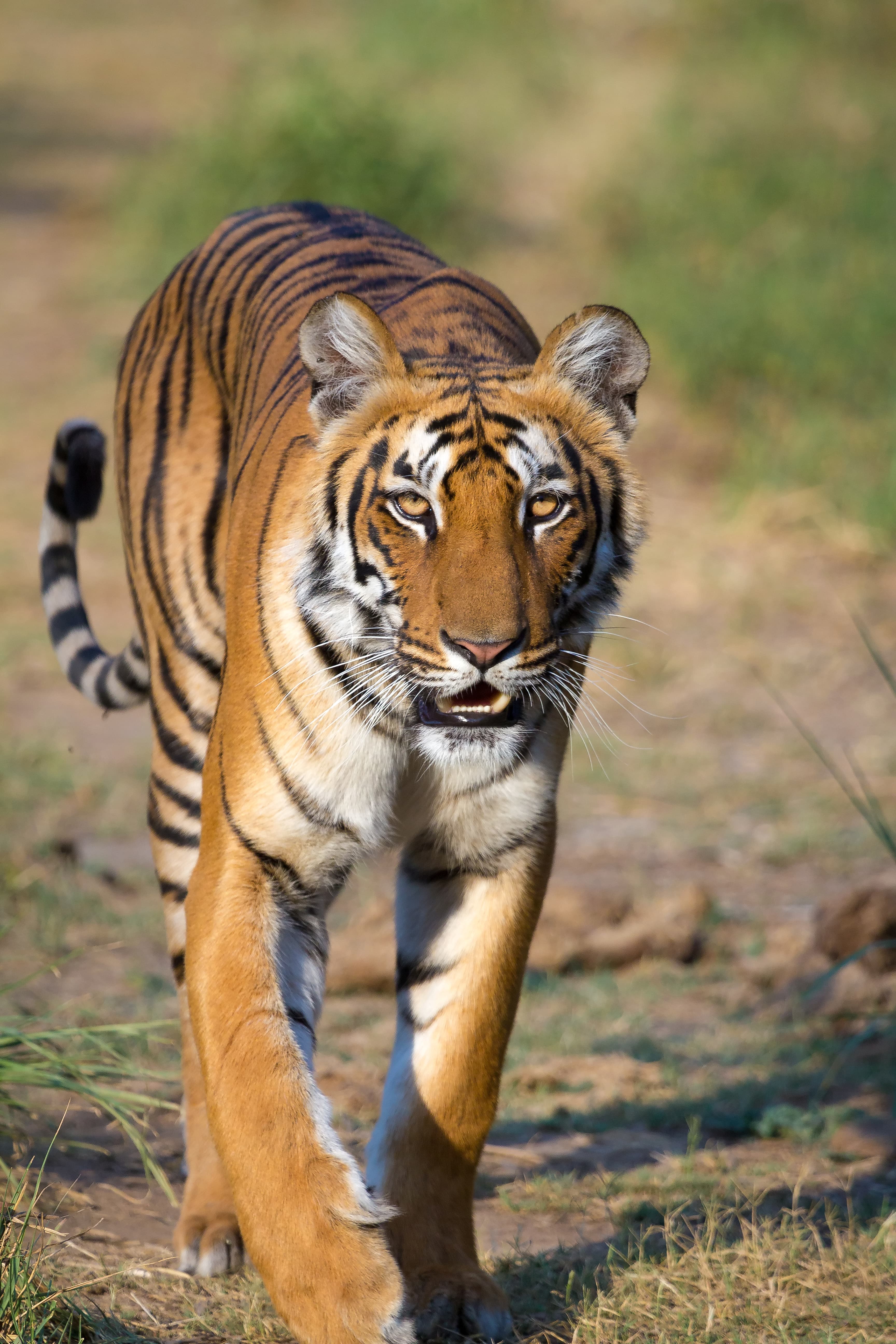 Jim Corbett Wilderness Safari & Luxury Jungle Lodge