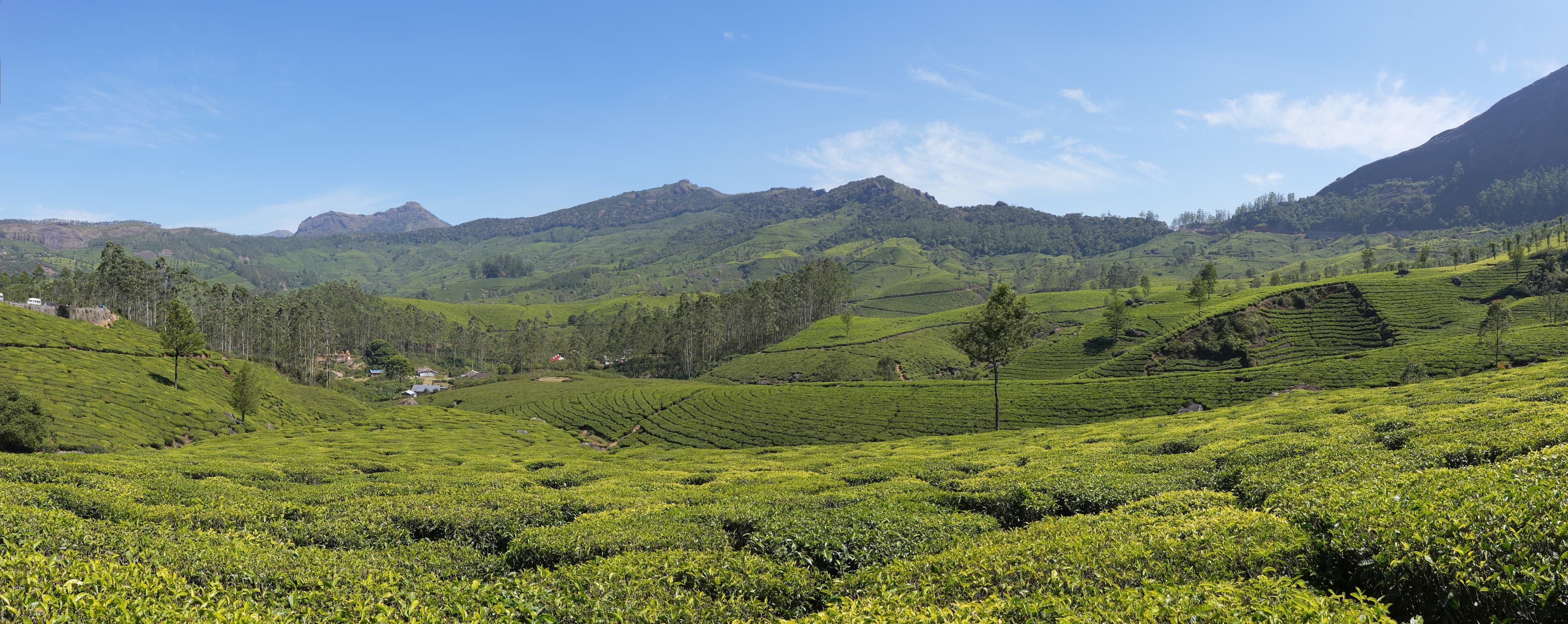 Munnar Misty Tea Plantations & Eravikulam Wilderness