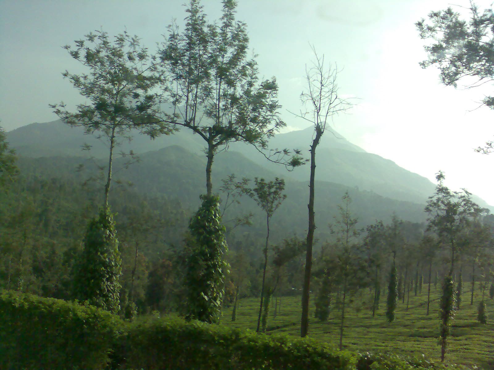 Wayanad Rainforest Treehouse & Chembra Peak Trail